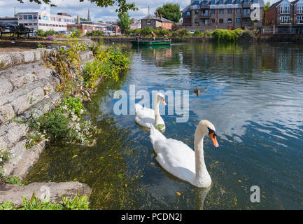 Coppia di bianco Cigni nuotare sul Canal Chichester in estate a Chichester, West Sussex, in Inghilterra, Regno Unito. Chichester Ship Canal. Foto Stock