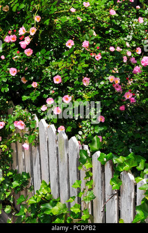 Rurale scena,rosa hedge,giardino recinto Foto Stock