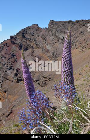 Echium wildpretii sul bordo della Caldera de Taburiente, La Palma Isole Canarie Spagna Foto Stock