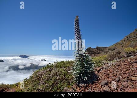 Echium wildpretii sul bordo della Caldera de Taburiente, La Palma Isole Canarie Spagna Foto Stock