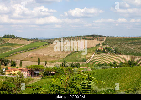 Fattoria Dianella vigneto in Toscana Italia Situato nel Chianti DOCG zona di dolci colline di Vinci un'area lodato per la produzione di vini di liscia Foto Stock