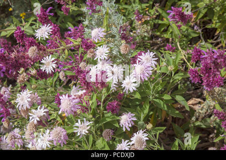 La flora di Gran Canaria - lilla pallido scabious di montagna e porpora scuro Canary salvia naturale sfondo floreale, Foto Stock