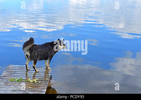 Wet Lapponian herder (Lapinporokoira o carenza di Lapp renne cane o Lapsk Vallhund) sullo sfondo azzurro del lago con la riflessione di nuvole bianche. La Lapponia finlandese Foto Stock