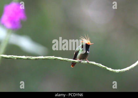 Rufous-crested Coquette (Lophornis delattrei) maschio arroccato su un portiere di erbaccia ramo di pianta Foto Stock