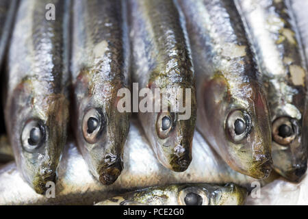 Close-up di fresco pesce azzurro - di sardine Foto Stock