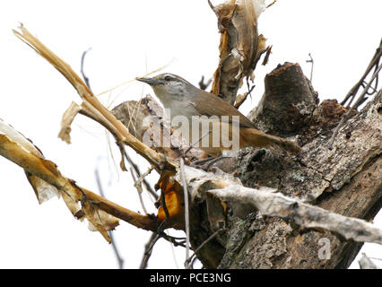 Piccolo Isthmian Wren la raccolta di materiale di nidificazione da un vecchio tronco di albero Foto Stock