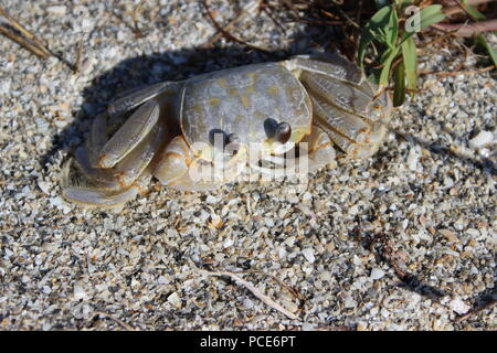 Piccolo granchio nascondere sulla spiaggia di Fort De Soto Park, San Pietroburgo, Pinellas County, Florida, Stati Uniti Foto Stock