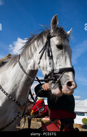 La testa di un cavallo all'aperto con cablaggio parziale in vista Foto Stock