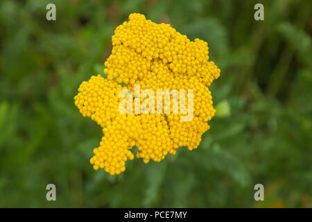 Macro naturale fioritura achillea gialla sullo sfondo Foto Stock