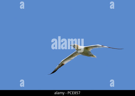 Northern gannet (Morus bassanus) in volo contro il cielo blu Foto Stock