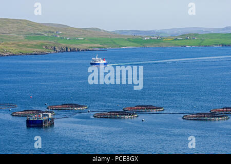 Impianto di acquacoltura / mare gabbie / mare penne / gabbie di pesce di allevamento di salmoni in Laxo Voe, Vidlin sulla terraferma e isole Shetland, Scotland, Regno Unito Foto Stock