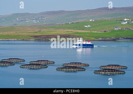 Ferry boat Linga vela passato gabbie del mare / mare penne / pesce gabbie da allevamento di salmoni in Laxo Voe, Vidlin sulla terraferma e isole Shetland, Scotland, Regno Unito Foto Stock