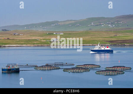 Ferry boat Linga vela passato gabbie del mare / mare penne / pesce gabbie da allevamento di salmoni in Laxo Voe, Vidlin sulla terraferma e isole Shetland, Scotland, Regno Unito Foto Stock