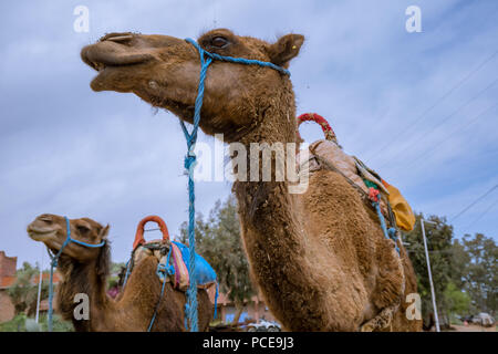 Cammelli in Marrakech Foto Stock