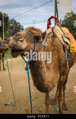 Cammelli in Marrakech Foto Stock