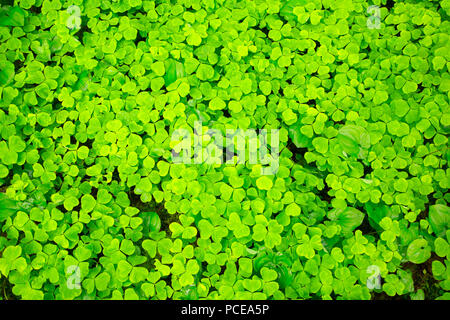 Oxalis selvaggio con il giglio della valle (Maianthemum canadensis) lungo Gnat Creek Trail, Stato di Clatsop foresta, Oregon Foto Stock