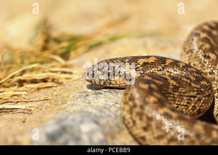 Close up di novellame di sabbia javelin boa ( Eryx jaculus ) Foto Stock