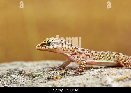 Primo piano della wild gecko turco o Mediterranean house gecko ( Hemidactylus turcicus ) Foto Stock