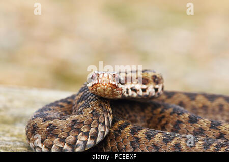 Chiudere uo di femmina sommatore comune guardando la telecamera ( Vipera berus ) Foto Stock