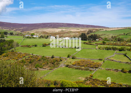 Campagna con pareti di pietra intorno ai campi sulle colline intorno a. Laxey, Isola di Man e Isole britanniche Foto Stock