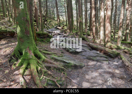 Sentiero roccioso attraverso un vecchio, elevazione alta foresta di pini si snoda attraverso un vecchio, rocky foresta con moss alberi coperti Foto Stock