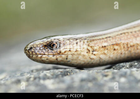 Macro Ritratto di giovane verme lenta ( Anguis colchica ) Foto Stock