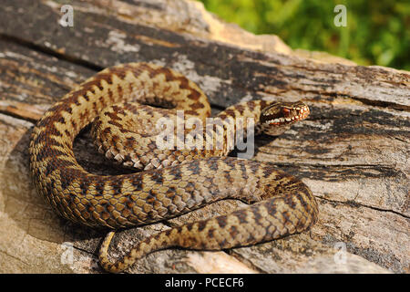 Maschio sommatore comune crogiolarsi su legno ( Vipera berus ) Foto Stock