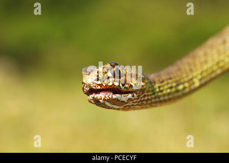 Ritratto di angry Malpolon insignitus ( eastern montpellier snake ) Foto Stock