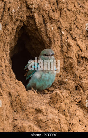 I capretti rullo europea o Coracias garrulus su roccia Foto Stock