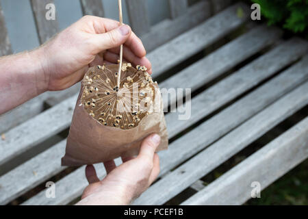 Risparmio di giardiniere allium semi in un sacchetto di carta. Regno Unito Foto Stock