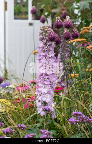 Dephimium 'Pacific Giants' e Allium 'Mohican' Fiori. Un percorso per il futuro mostrano dettagli giardino ad RHS Tatton Park flower show 2018, Cheshire, Regno Unito Foto Stock