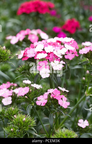 Dianthus barbatus Amazon Mix. Dolce William fiori. Foto Stock