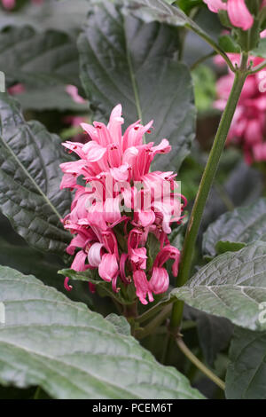 Justicia carnea fiori che crescono in un ambiente protetto. Pennacchio brasiliano fiore. Foto Stock