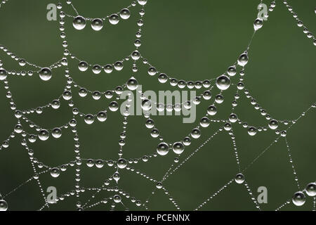 Spider Web coperto in gocce di rugiada. Tipperary, Irlanda Foto Stock