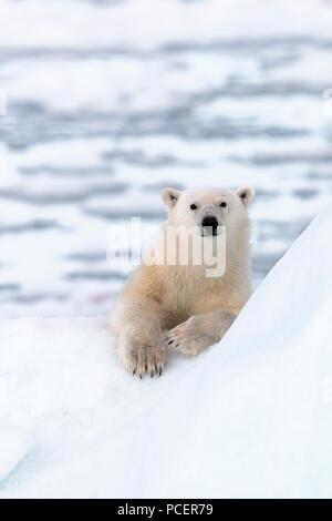 Orso polare in Svalbard Foto Stock