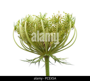 Piccolo frutto acerbo della carota selvatica isolati su sfondo bianco Foto Stock