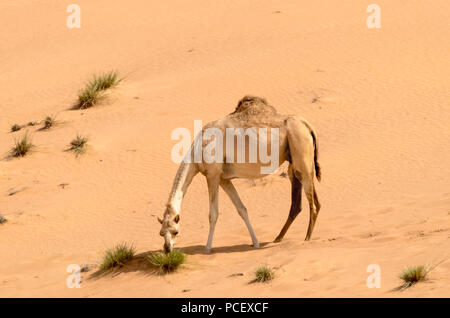 Un cammello solitario alimentazione su piccoli arbusti è una scena normale nel deserto. Foto Stock