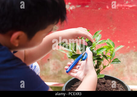 Giovane ragazzo calamansi raccolta frutti da un giardino di casa Foto Stock