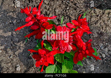 Salvia splendens, Scarlet salvia o salvia tropicale Fiore rosso, sullo sfondo della natura nel giardino, distretto Drujba, Sofia, Bulgaria Foto Stock