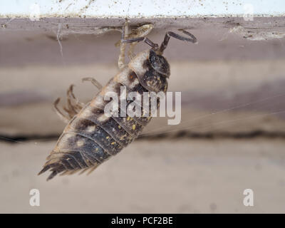 Esoscheletro Woodlouse attaccato a un muro di edificio Foto Stock