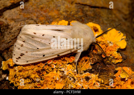 Ermellino bianco tarma (Spilosoma lubricipeda) Foto Stock