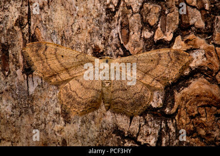 Onda riband tarma (Idaea aversata) Foto Stock