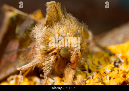 Ottone brunito tarma (Diachrysia chrysitis) Foto Stock