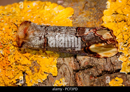 Buff-punta tarma (Phalera bucephala) Foto Stock