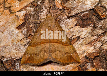 Muso di Tarma (Hypena proboscidalis) Foto Stock