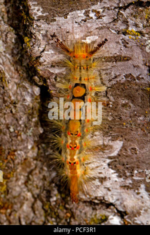 Rusty tussock moth, Caterpillar, (Orgyia antiqua) Foto Stock