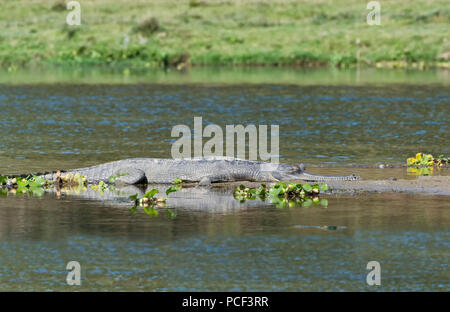 Gharial (Gavialis gangeticus) o gavial nell'acqua, criticamente le specie in via di estinzione, Crocodylidae Famiglia, Chitwan il parco nazionale, il Nepal Foto Stock