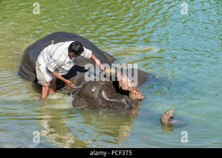 Lavaggio Mahout il suo elefante indiano (Elephas maximus indicus) nel fiume, il Parco Nazionale di Kaziranga, Assam, India Foto Stock