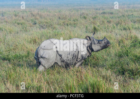 Il rinoceronte indiano (Rhinoceros unicornis) in erba elefante, il Parco Nazionale di Kaziranga, Assam, India Foto Stock