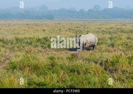 Il rinoceronte indiano (Rhinoceros unicornis) passeggiate in erba elefante, il Parco Nazionale di Kaziranga, Assam, India Foto Stock